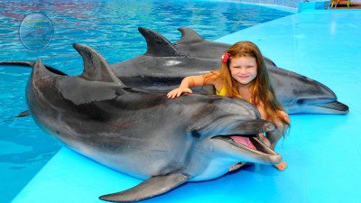 Swimming with dolphins in Belek