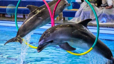 Dolphin show in Belek