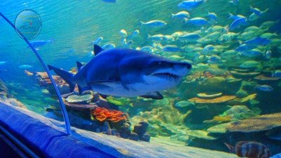 Antalya Aquarium  from Belek